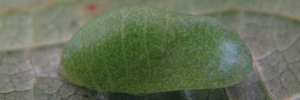 Pupae